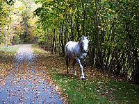 Budowa sieci tras rowerowych Pomorza Zachodniego - Trasa Zielonego Pogranicza odc. Gryfino - Trzcińsko Zdrój Budowa sieci tras rowerowych Pomorza Zachodniego - Trasa Zielonego Pogranicza odc. Gryfino - Trzcińsko Zdrój