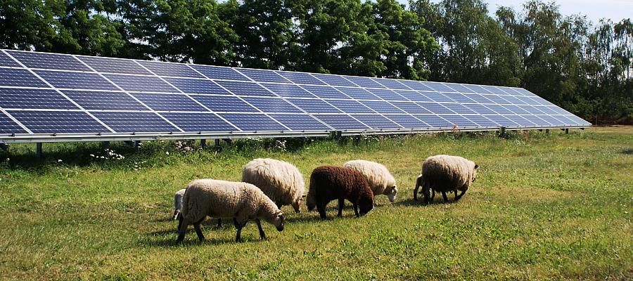 Na zdjęciu: panele fotowoltaniczne i owce